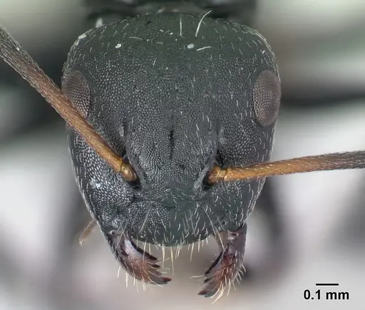 Camponotus mifaka specimen CASENT0217301 image casent0217301_2