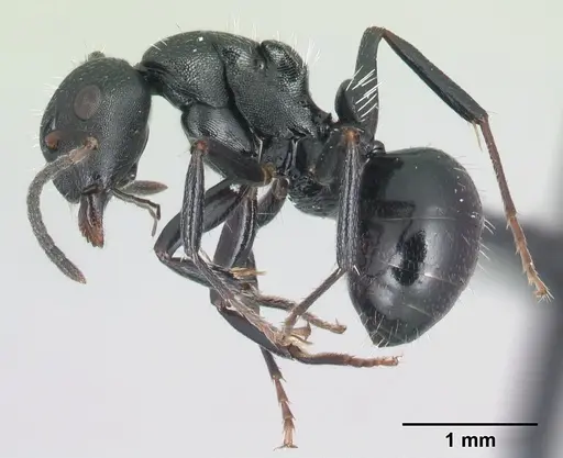 Camponotus mifaka specimen CASENT0217301 image casent0217301_3