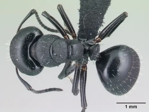 Camponotus mifaka specimen CASENT0487000 image casent0487000_1