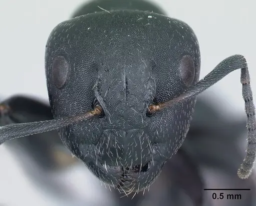Camponotus mifaka specimen CASENT0487000 image casent0487000_2