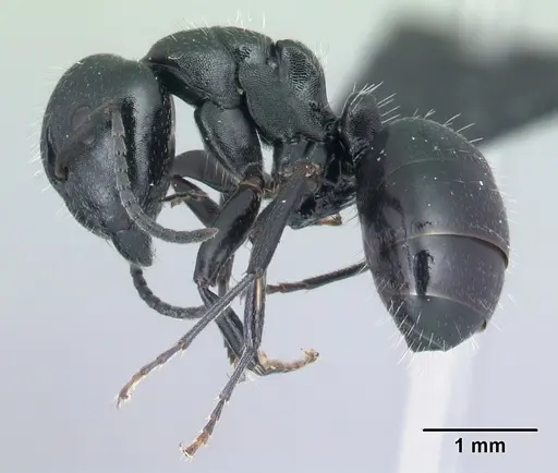Camponotus mifaka specimen CASENT0487000 image casent0487000_3