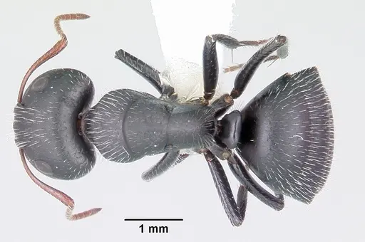 Camponotus mina specimen CASENT0104758 image casent0104758_1