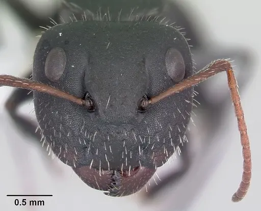 Camponotus mina specimen CASENT0104758 image casent0104758_2