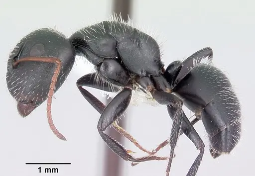 Camponotus mina specimen CASENT0104758 image casent0104758_3
