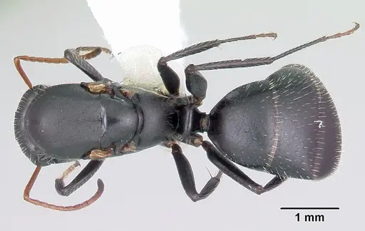 Camponotus mina specimen CASENT0104759 image casent0104759_1