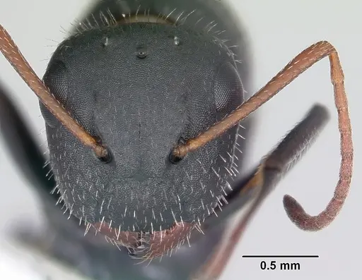 Camponotus mina specimen CASENT0104759 image casent0104759_2