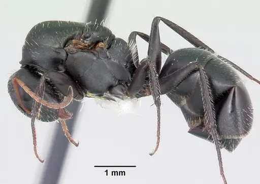 Camponotus mina specimen CASENT0104759 image casent0104759_3
