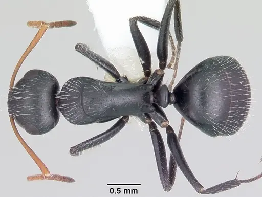Camponotus mina specimen CASENT0104950 image casent0104950_1