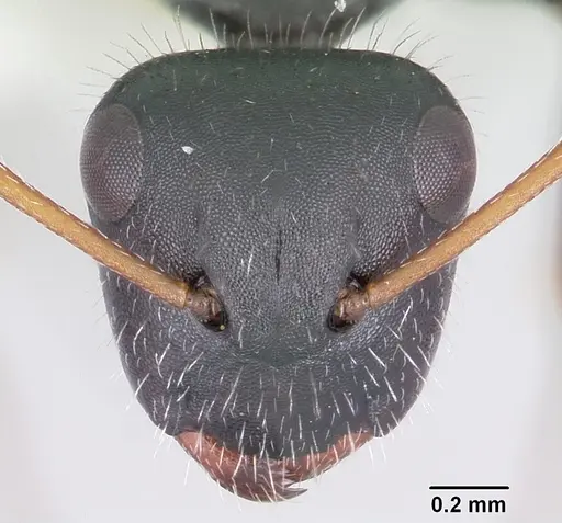 Camponotus mina specimen CASENT0104950 image casent0104950_2