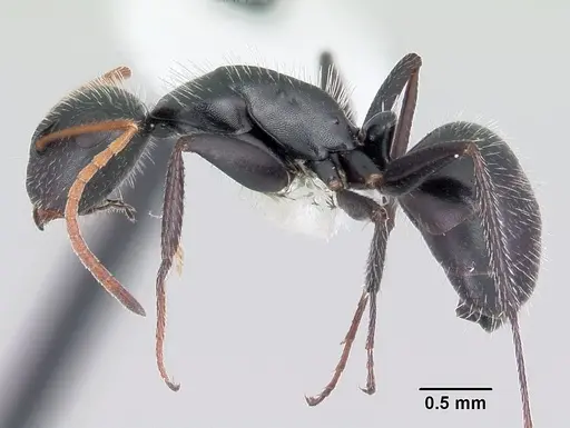 Camponotus mina specimen CASENT0104950 image casent0104950_3
