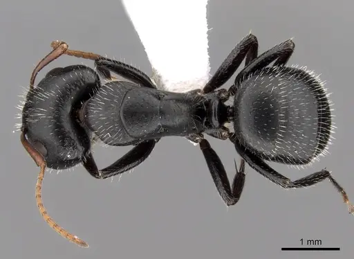 Camponotus mina specimen CASENT0280117 image casent0280117_1