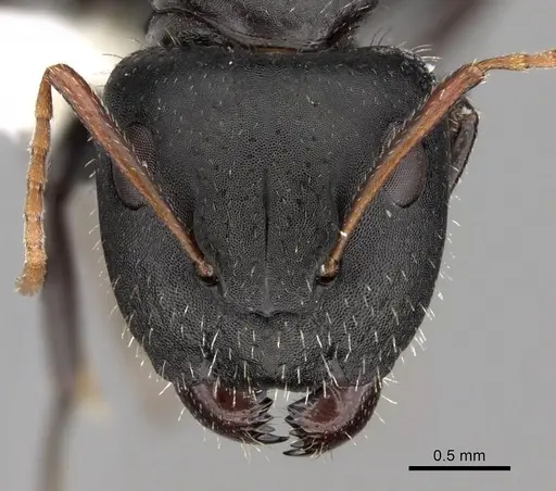 Camponotus mina specimen CASENT0280117 image casent0280117_2