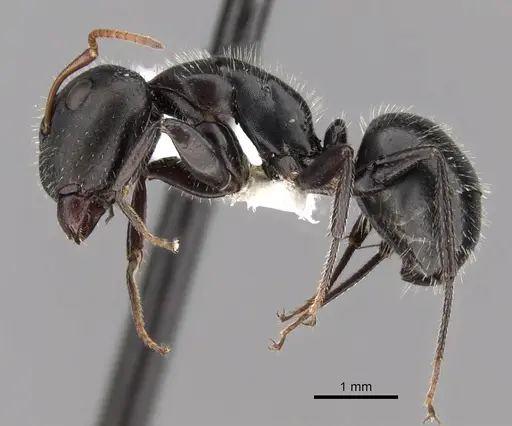 Camponotus mina specimen CASENT0280117 image casent0280117_3