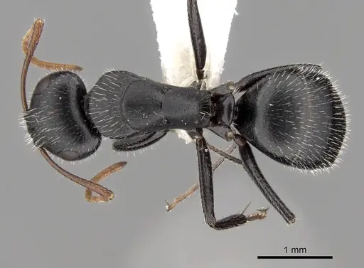 Camponotus mina specimen CASENT0280118 image casent0280118_1
