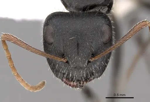 Camponotus mina specimen CASENT0280118 image casent0280118_2