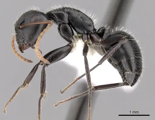 Camponotus mina specimen CASENT0280118 image casent0280118_3