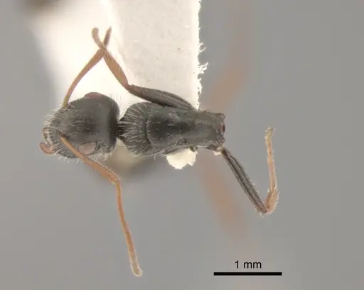 Camponotus mina specimen CASENT0882300 image casent0882300_1
