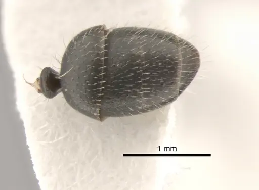 Camponotus mina specimen CASENT0882300 image casent0882300_2