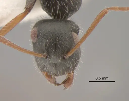 Camponotus mina specimen CASENT0882300 image casent0882300_3