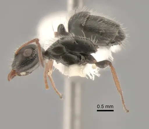 Camponotus mina specimen CASENT0882300 image casent0882300_4