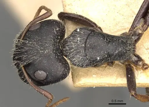 Camponotus mina specimen CASENT0910703 image casent0910703_1