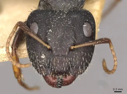 Camponotus mina specimen CASENT0910703 image casent0910703_2