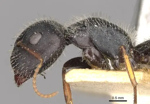 Camponotus mina specimen CASENT0910703 image casent0910703_3
