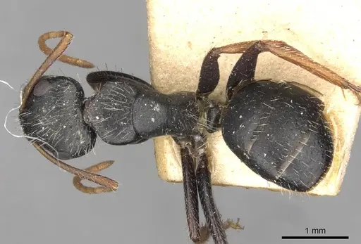 Camponotus mina specimen CASENT0910704 image casent0910704_1