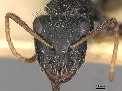 Camponotus mina specimen CASENT0910704 image casent0910704_2