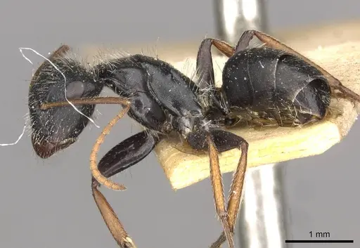 Camponotus mina specimen CASENT0910704 image casent0910704_3