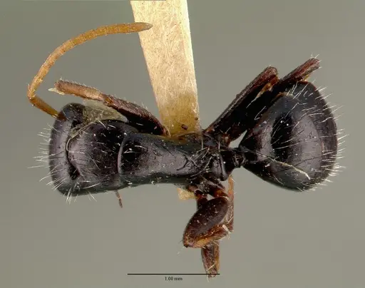 Camponotus mina specimen CASTYPE00595 image castype00595_1