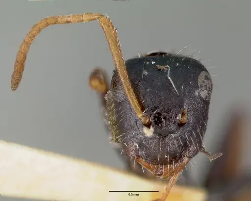 Camponotus mina specimen CASTYPE00595 image castype00595_2