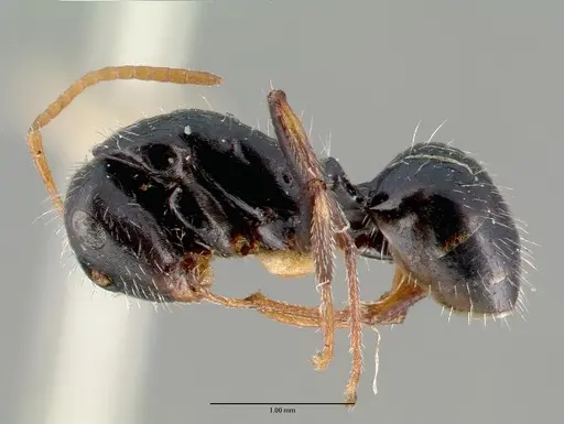 Camponotus mina specimen CASTYPE00595 image castype00595_3