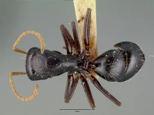 Camponotus mina specimen CASTYPE00596 image castype00596_1