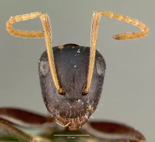Camponotus mina specimen CASTYPE00596 image castype00596_2