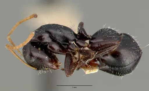 Camponotus mina specimen CASTYPE00596 image castype00596_3