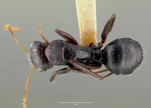 Camponotus mina specimen CASTYPE00597 image castype00597_1