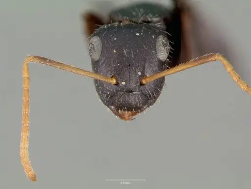 Camponotus mina specimen CASTYPE00597 image castype00597_2