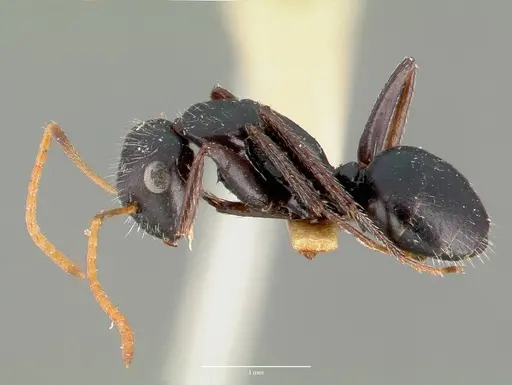 Camponotus mina specimen CASTYPE00597 image castype00597_3