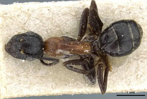 Camponotus minozzii specimen CASENT0905199 image casent0905199_1