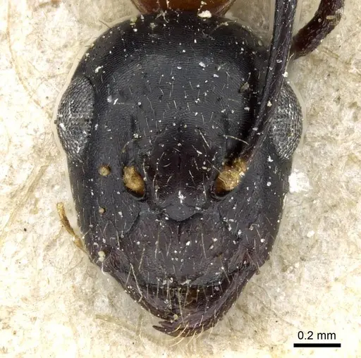 Camponotus minozzii specimen CASENT0905199 image casent0905199_2