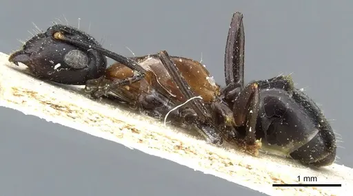 Camponotus minozzii specimen CASENT0905199 image casent0905199_3
