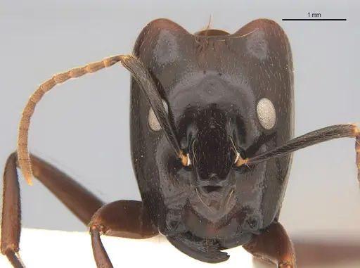 Camponotus mirabilis specimen ANTWEB1053744 image antweb1053744_1
