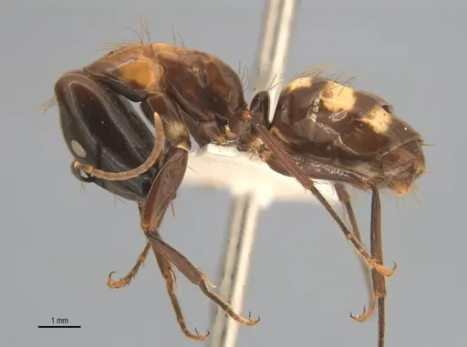 Camponotus mirabilis specimen ANTWEB1053744 image antweb1053744_2