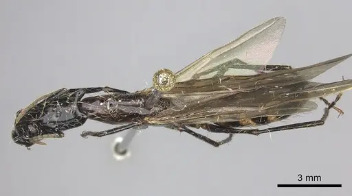 Camponotus mirabilis specimen CASENT0249616 image casent0249616_1