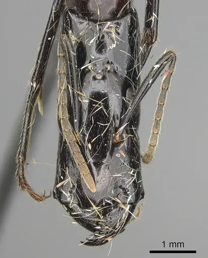 Camponotus mirabilis specimen CASENT0249616 image casent0249616_2