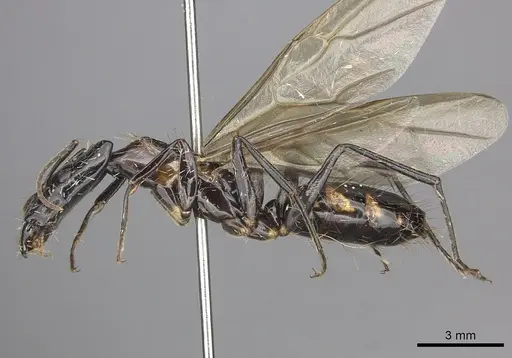 Camponotus mirabilis specimen CASENT0249616 image casent0249616_3
