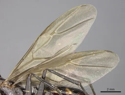 Camponotus mirabilis specimen CASENT0249616 image casent0249616_4