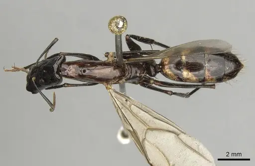 Camponotus mirabilis specimen CASENT0280166 image casent0280166_1