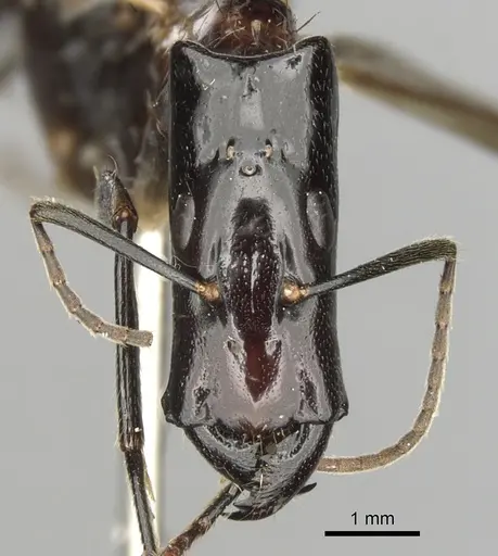 Camponotus mirabilis specimen CASENT0280166 image casent0280166_2